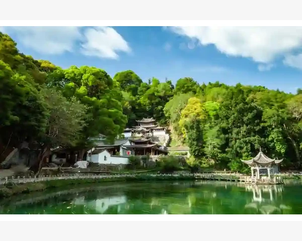 梨叶橘子叶与民间化痰秘方的中医科普
